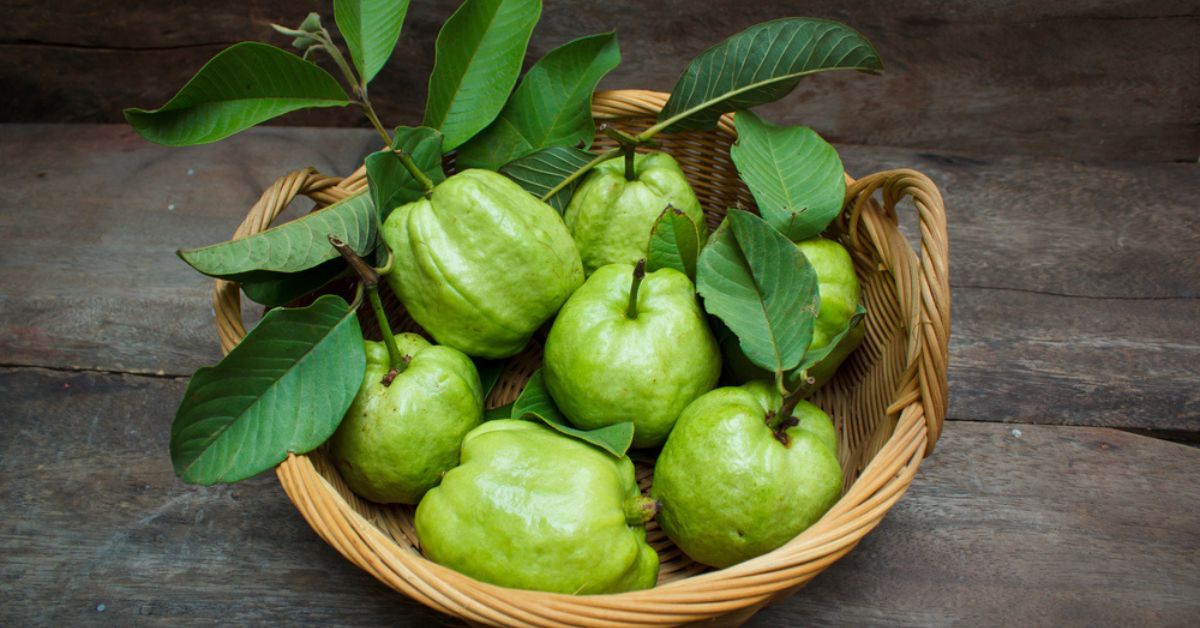 Science Says Guava Leaf Tea Helps With Weight Loss, Managing Diabetes; Here’s a Recipe