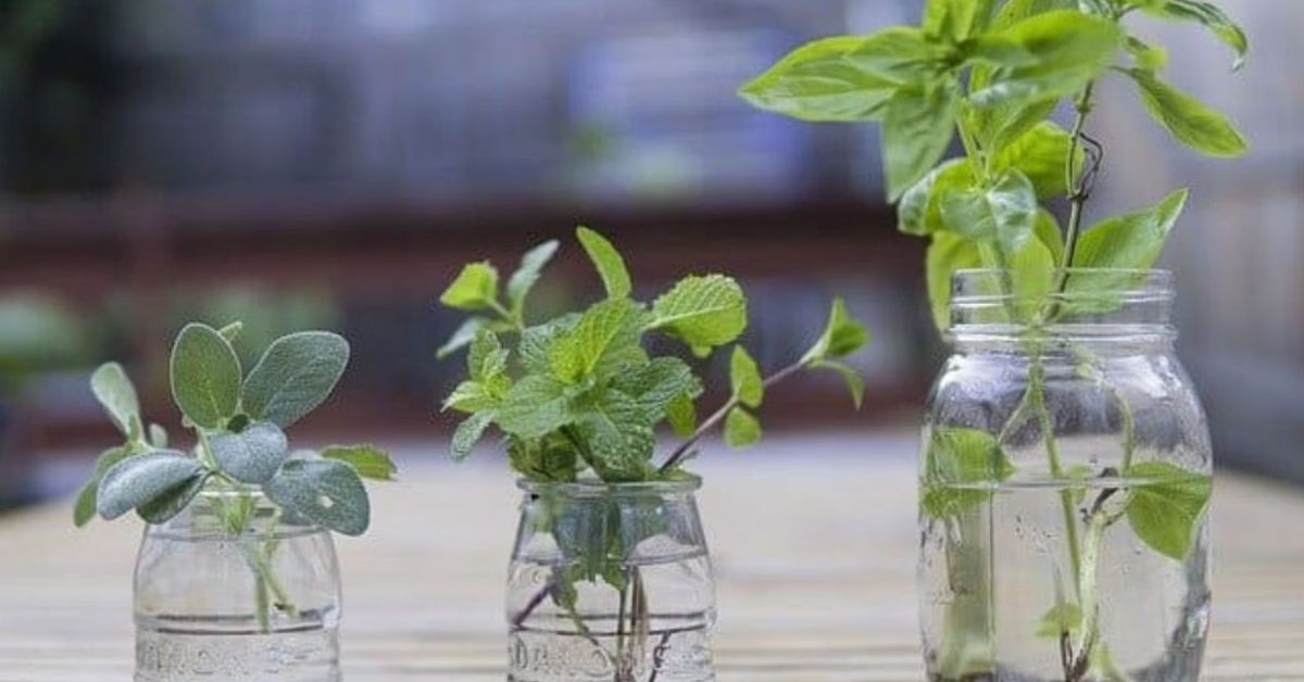 How To Grow 5 Everyday Herbs In Your Kitchen Without Any Soil