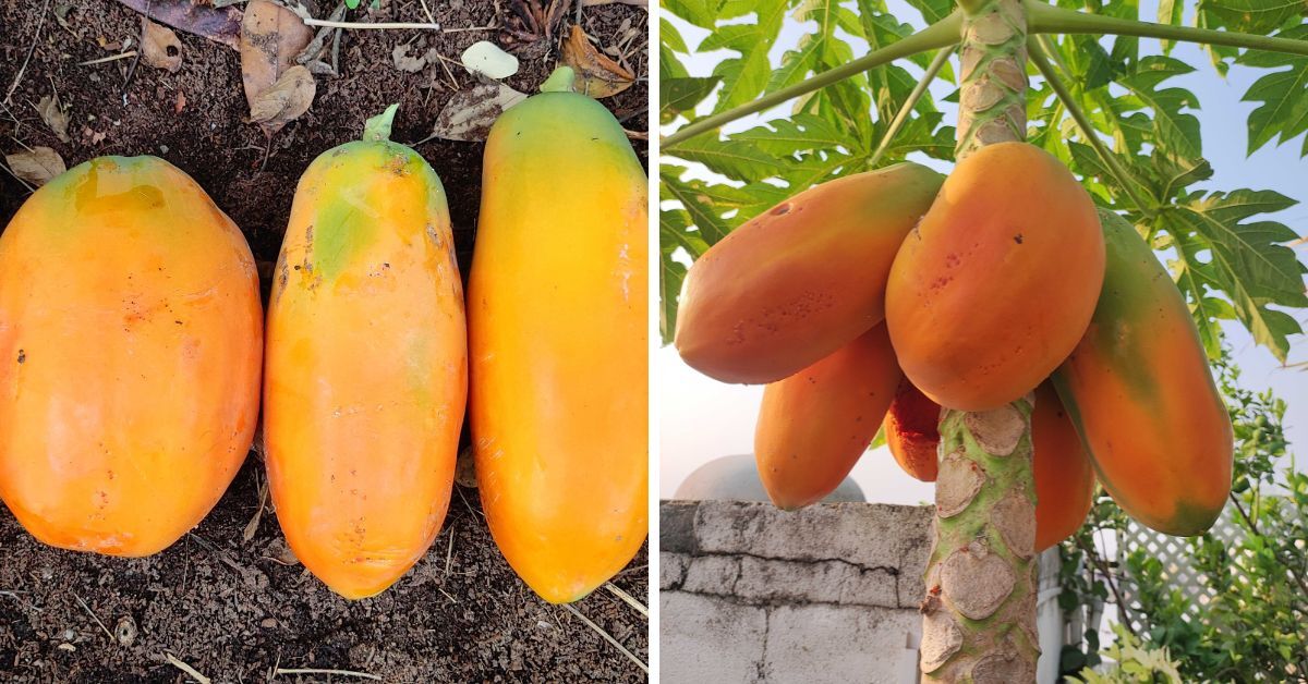 How to Grow Organic Papaya at Home: Expert Shares Easy Gardening Tips