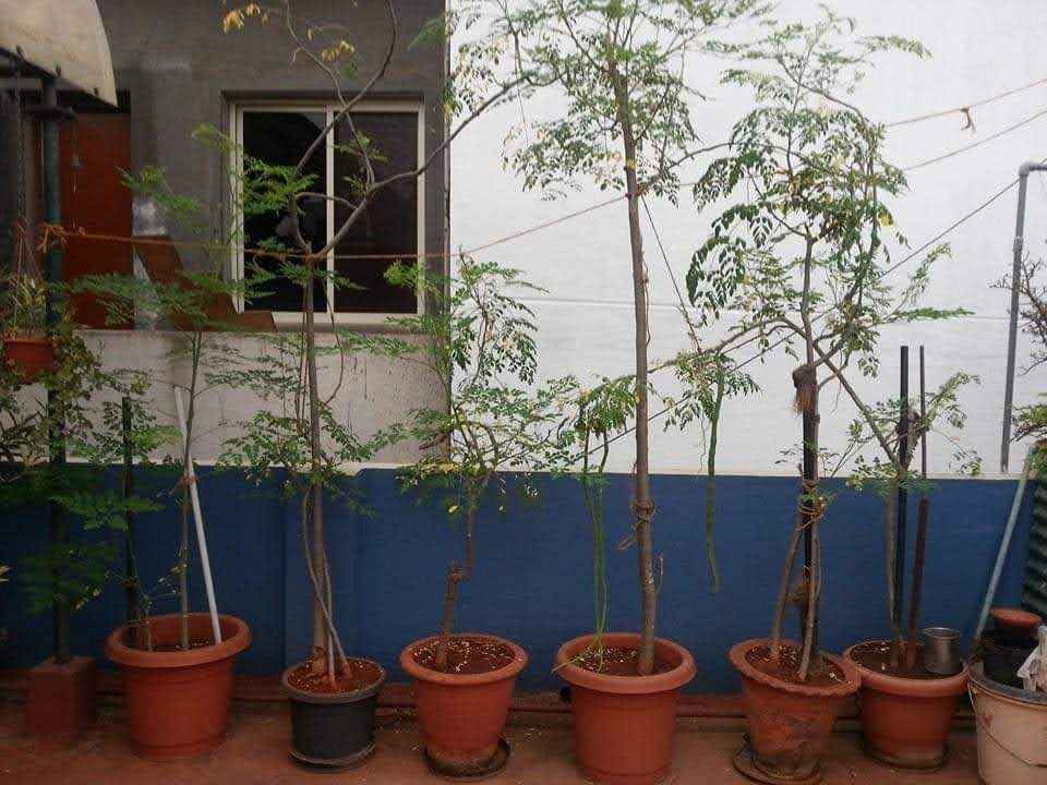 Moringa plants