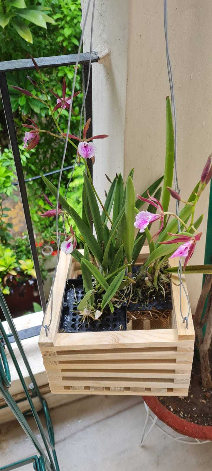 How to grow orchids at home