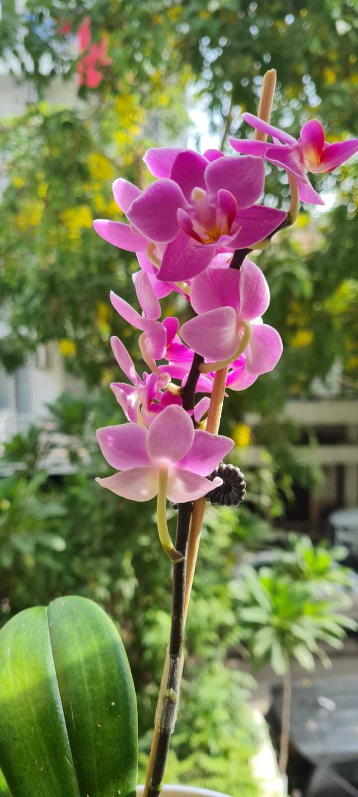 Tips for growing orchids at home