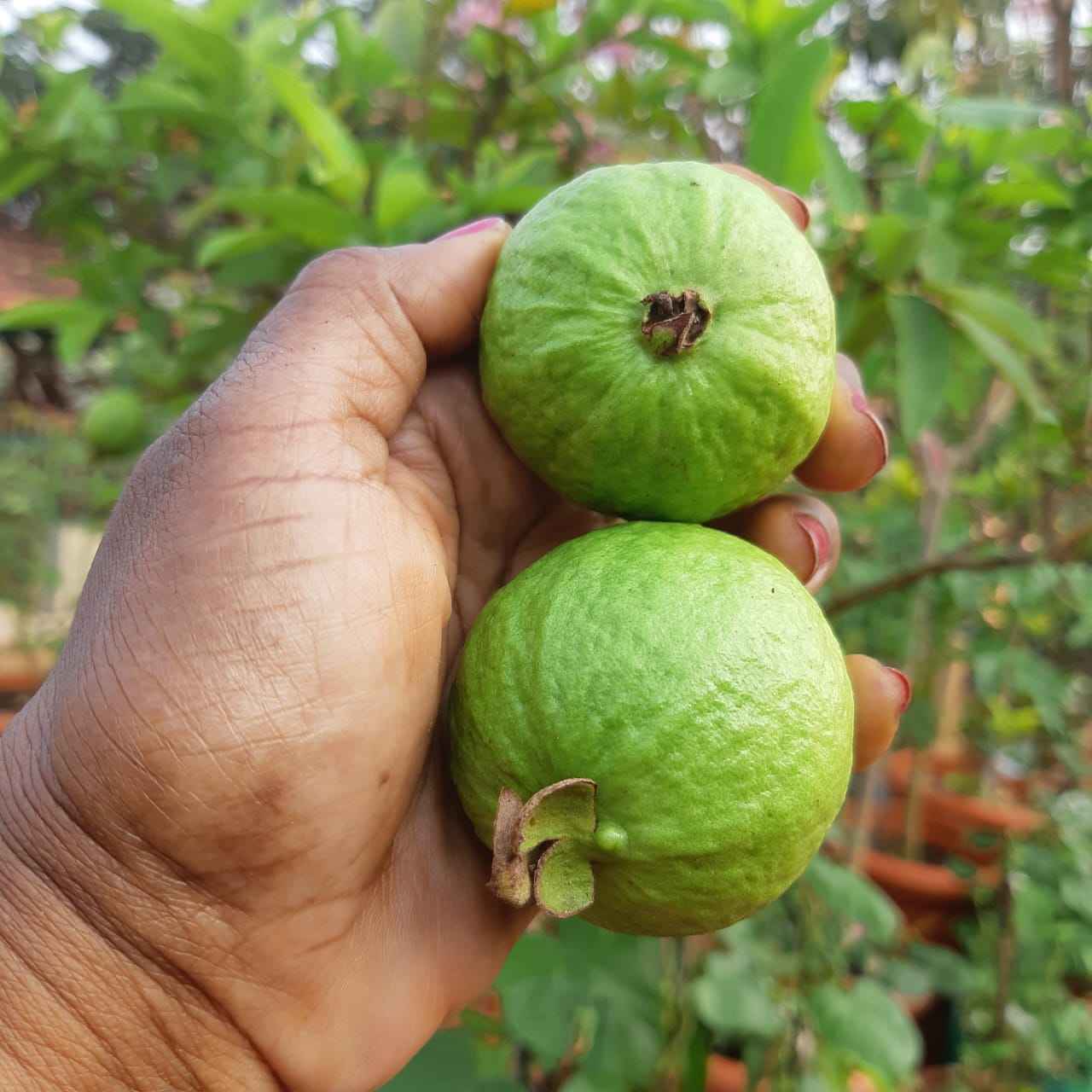 Durgadevi Panneerselvam's harvest