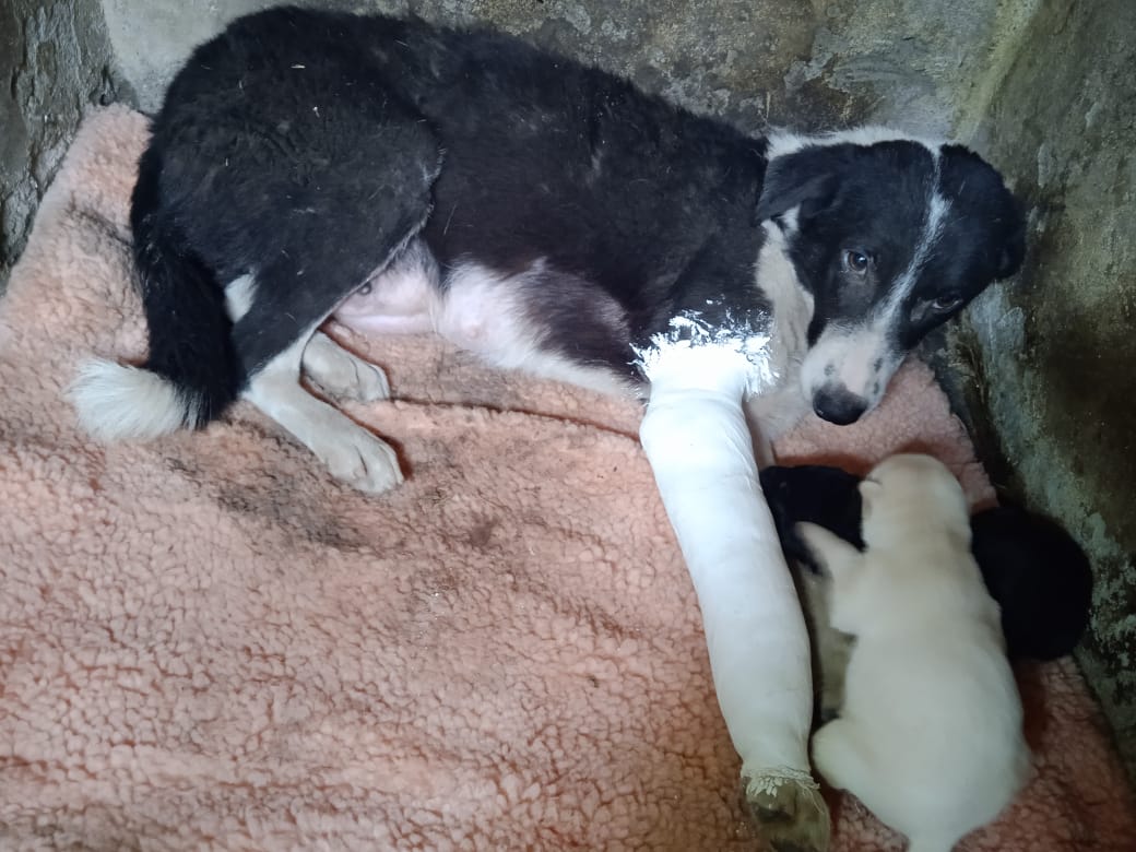 Stray dogs at the rescue centre