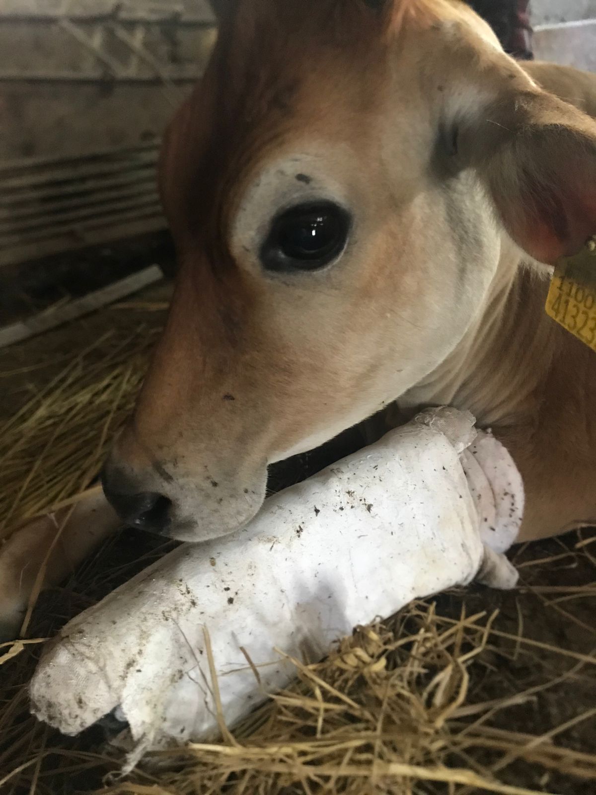 At the rescue centre, animals are given  space to stay