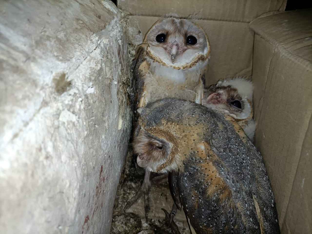 The owls rescued by Hariom Chaubey