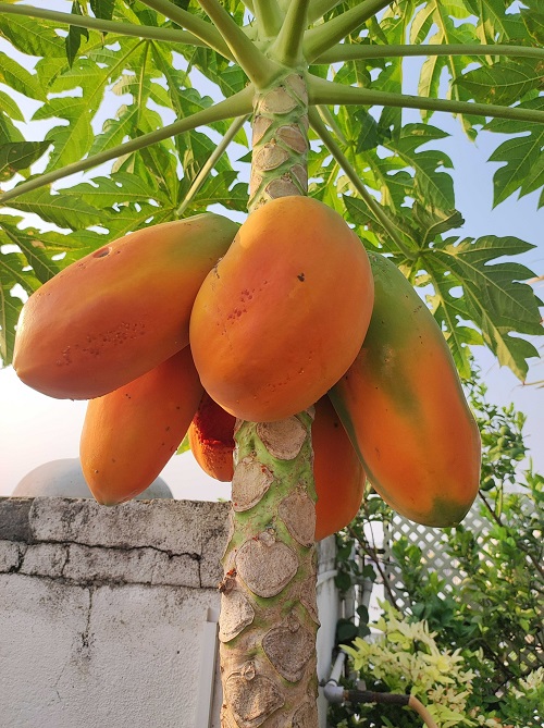 Papaya cultivation