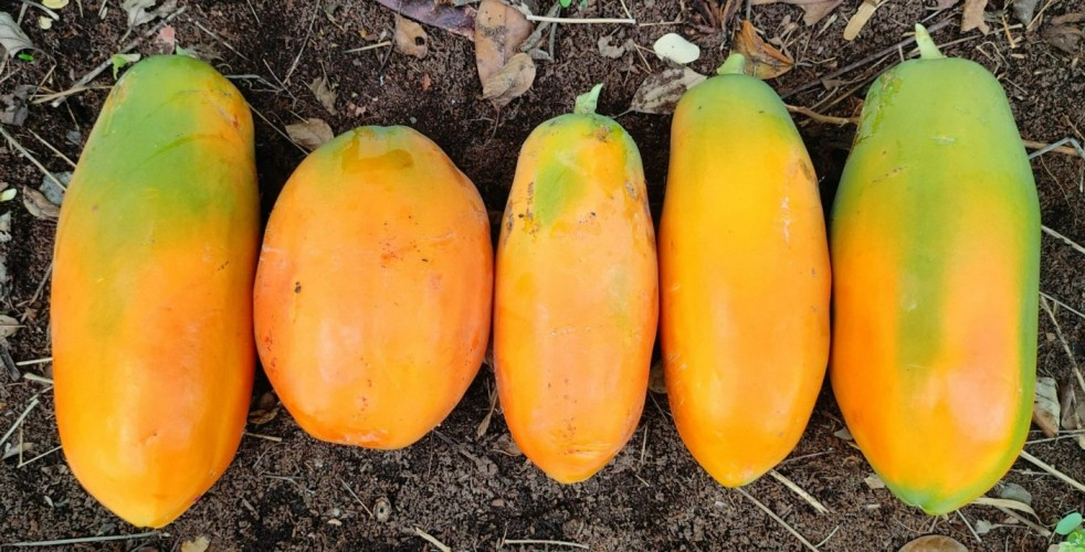 Papaya cultivation