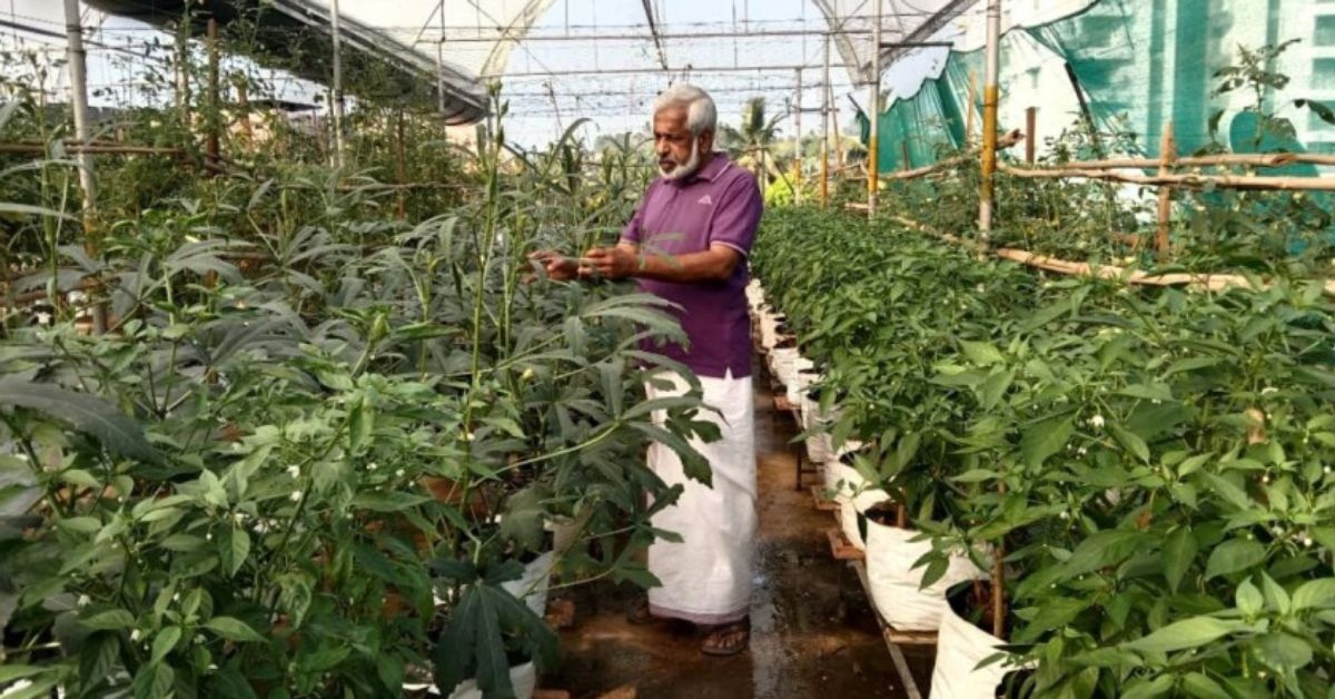 At 63, Terrace Farmer Harvests 20 Kg of Veggies Daily Using 400 Grow Bags