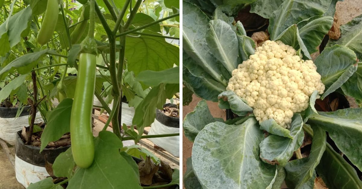 Kerala terrace farmer grows cauliflower and zucchini