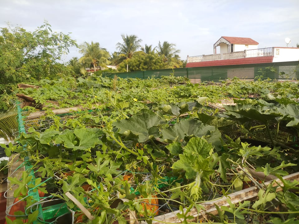 terrace garden of Thayumanavan the urban farmer from Tamil Nadu