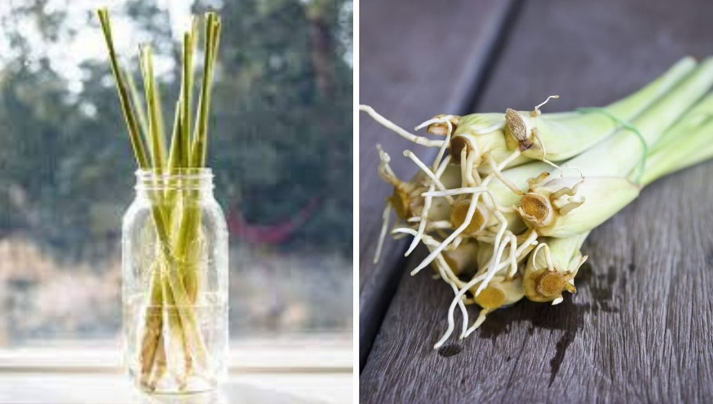 How to grow Lemongrass in Water