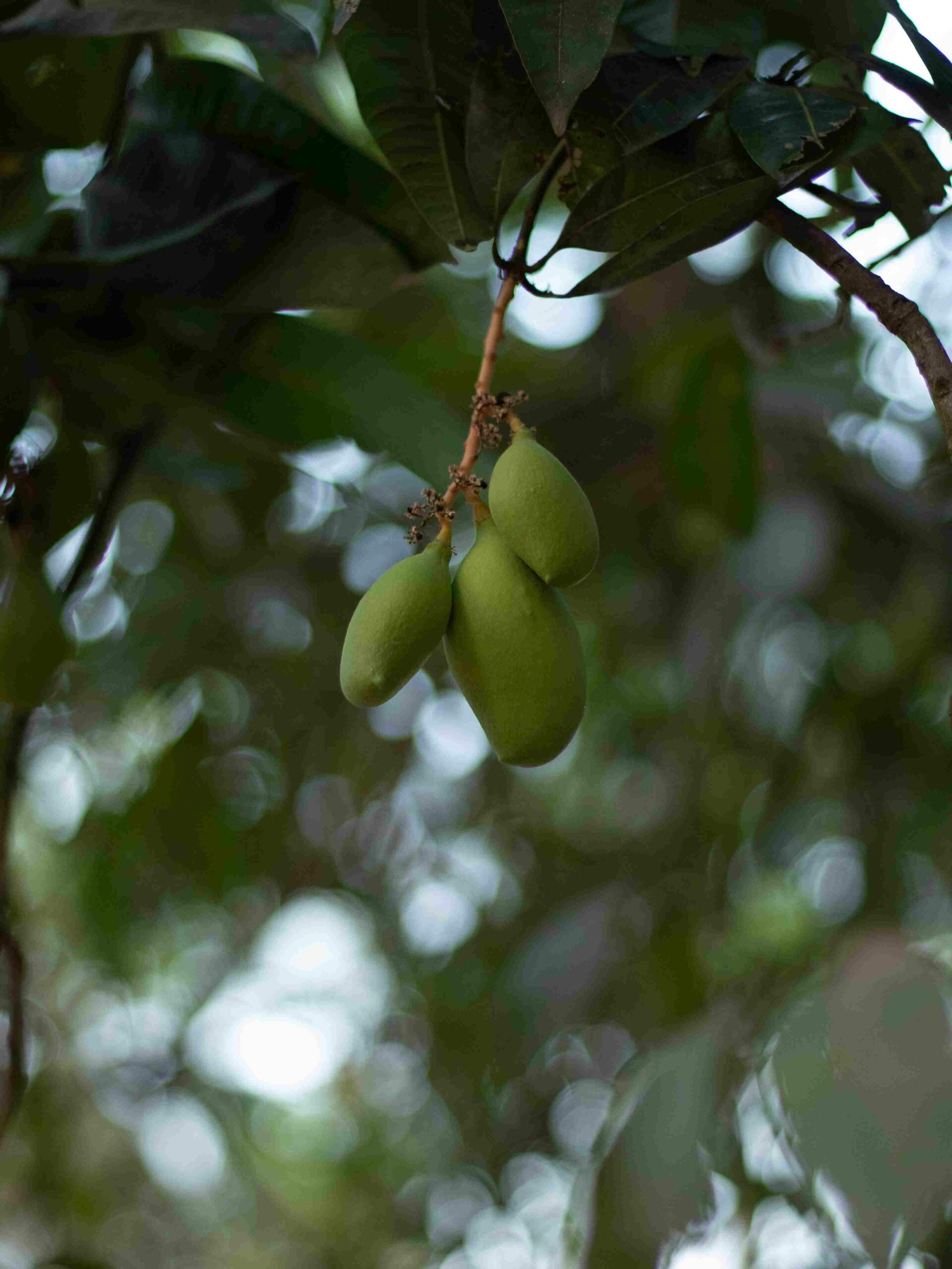 Mango orchard at Velanga Orchard