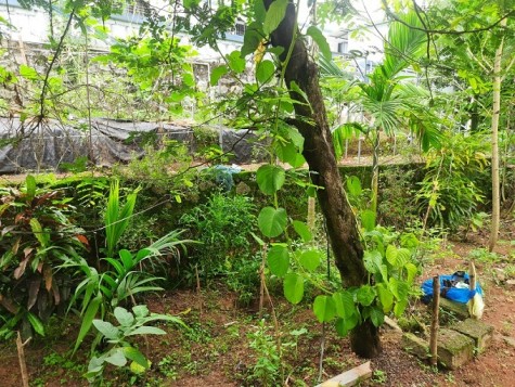 Medicinal herbs garden