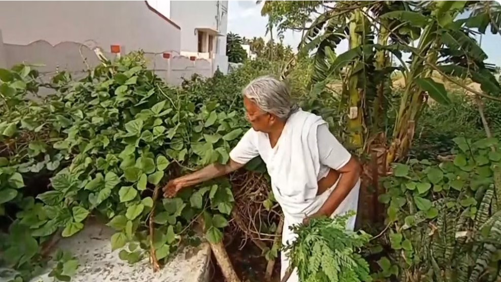 Senior Citizen Farmer - Nanjammal