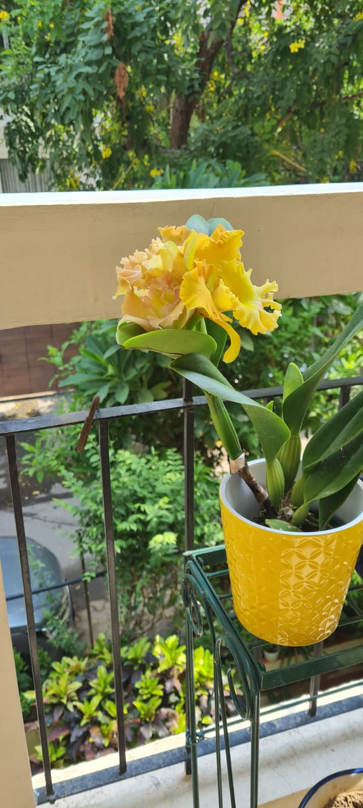 yellow orchid variety