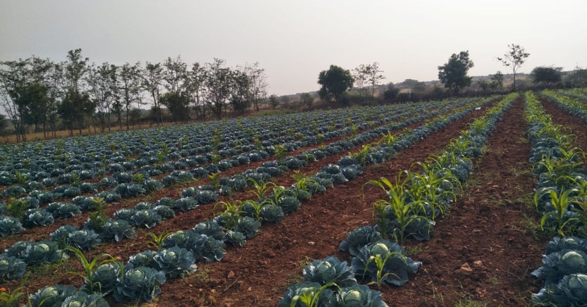 Organically cultivated cabbage in Roja's farm at Donnehalli village