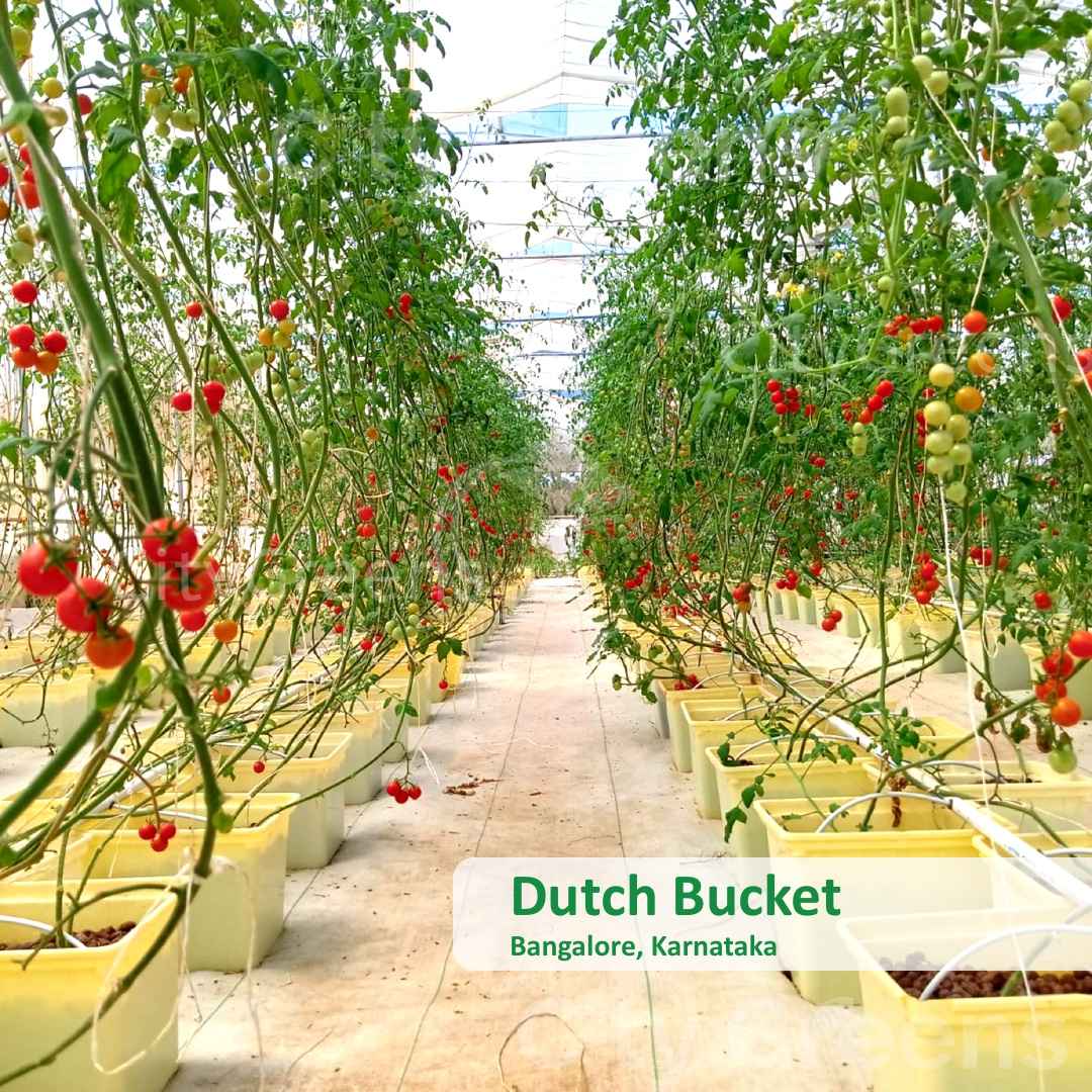 Vyšniniai pomidorai viename iš ūkių, auginami naudojant hidroponikos technologiją ir integruotą automatiką