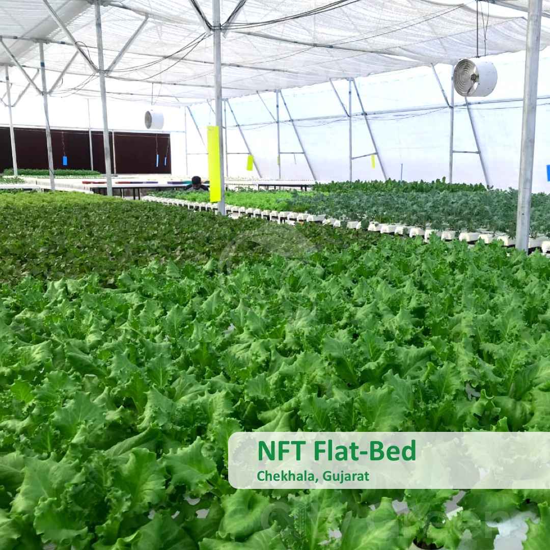 Green leafy vegetables in one of the farms grown with hydroponic technology