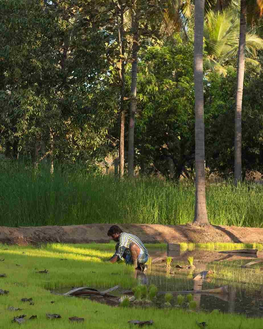 Paddy cultivation at Velanga Orchard