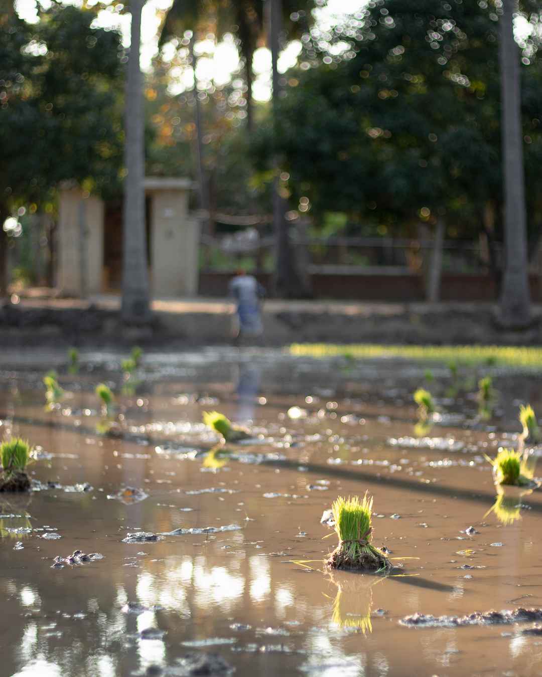 Paddy at Velanga Orchard