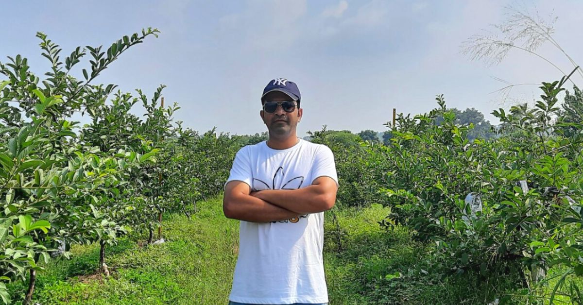 MBA Grad Quits Job To Grow Residue-Free Thai Guavas, Earns Over Rs 1 Crore