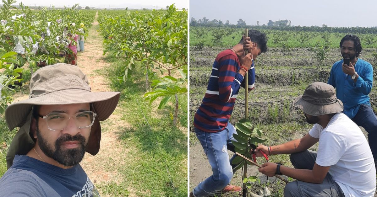 Rajeev Bhaskar at his flourishing Thai guava farm in Punjab.
