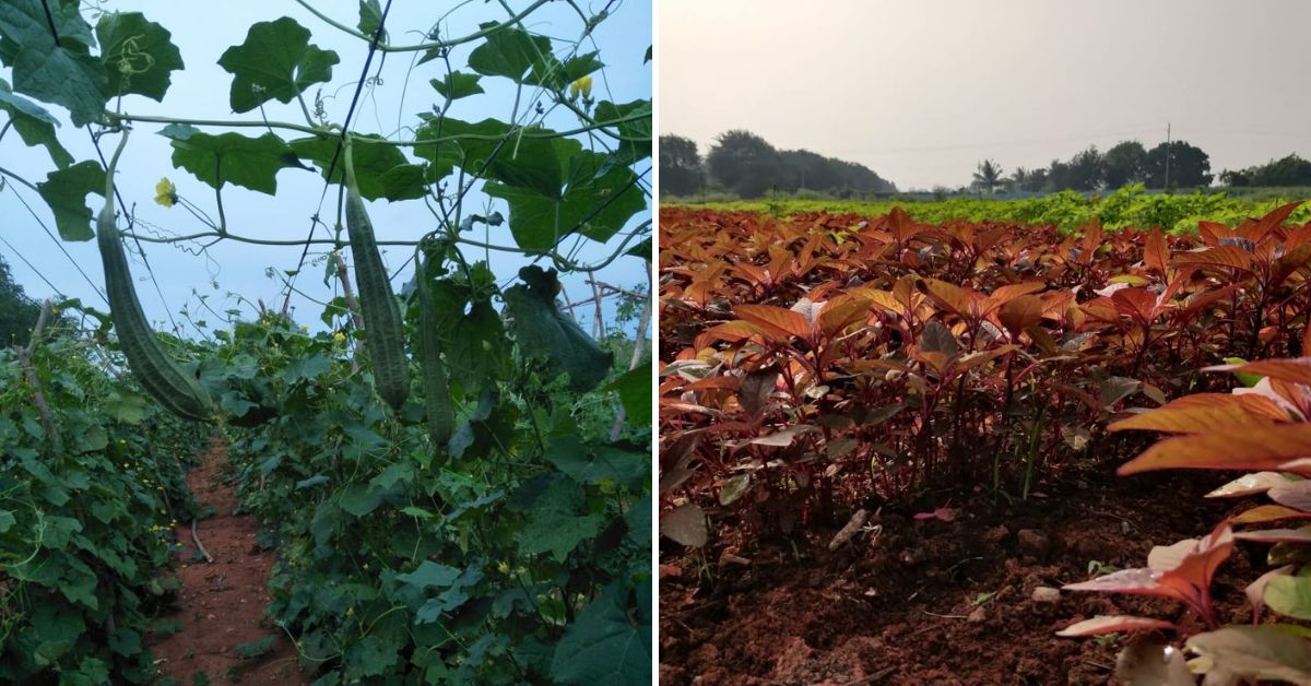 Ridge gourd and spinach at Roja's organic farm