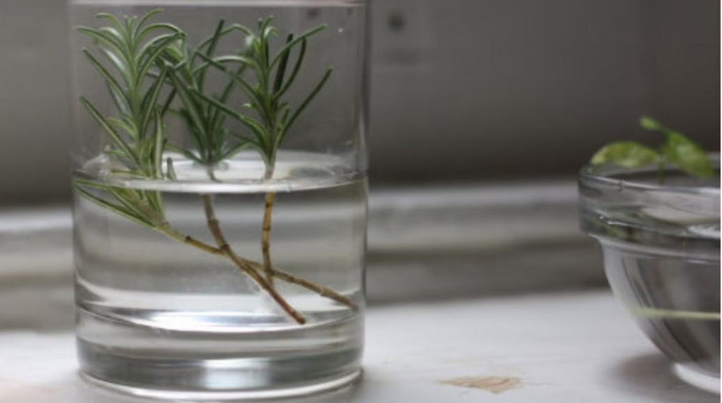 How to Grow Rosemary in Water