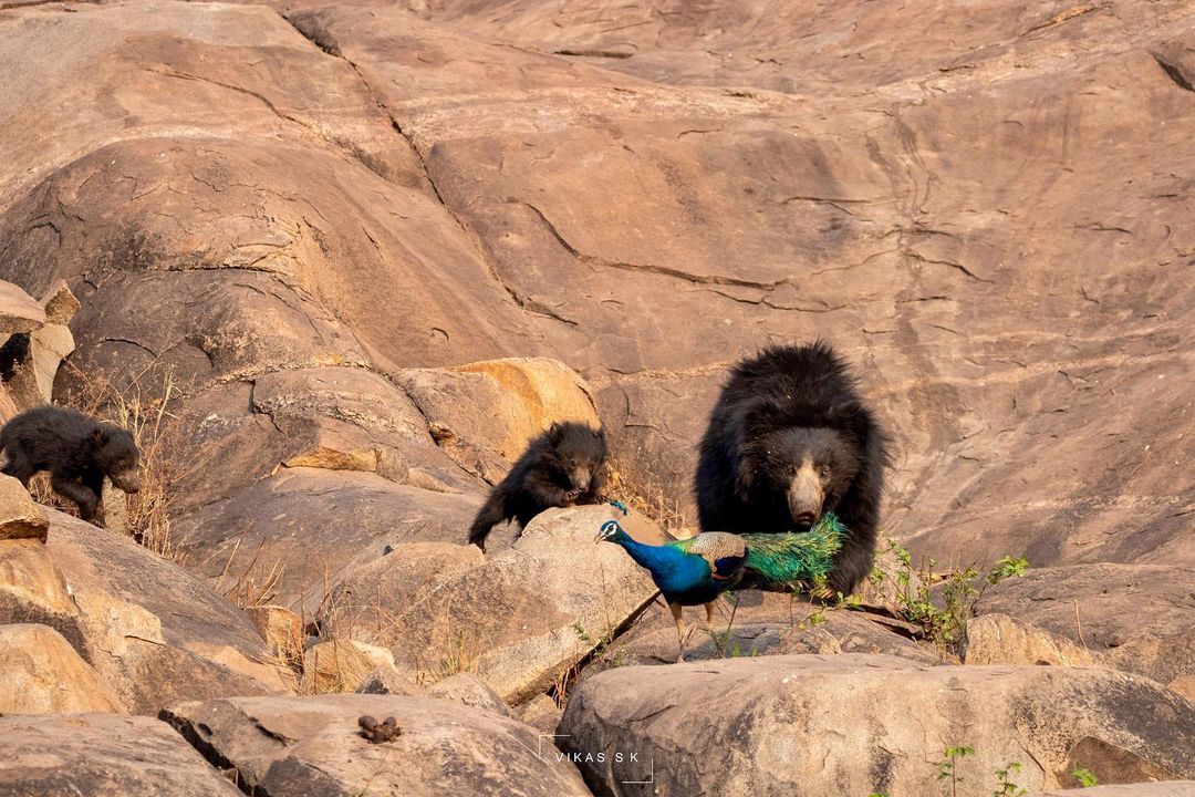 Sloth bears at Daroji Slothe Bear Sanctuary, Karnataka. 

