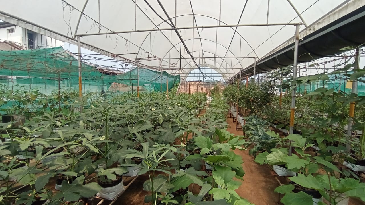 Petani teras Kerala menanam sayuran eksotis