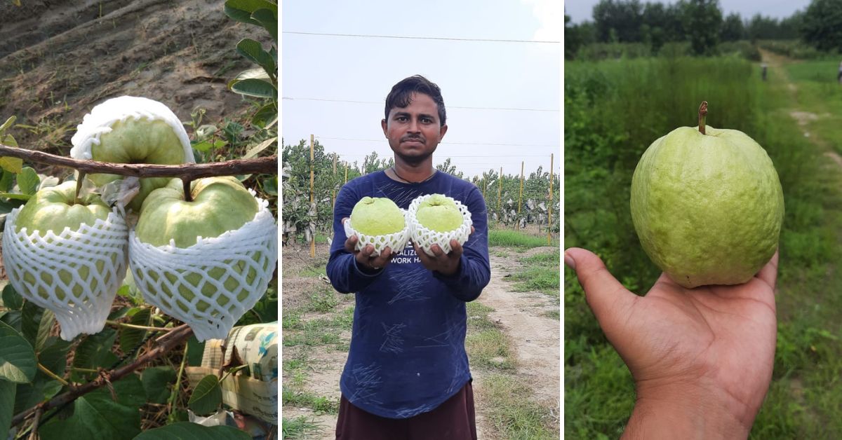 Dried Seedless Apricot, Packaging Type: Packet, Packaging Size: 1 Kg at Rs  800/kg in Pampora