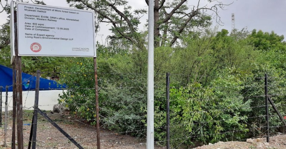 The patch of Miyawaki forest on the premises of Ahmedabad Railway Station.