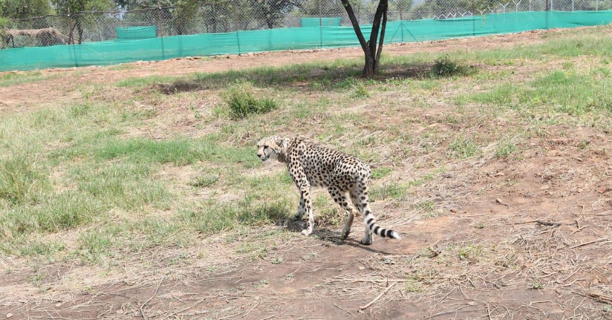 Seekor cheetah di Kuno pada hari Sabtu