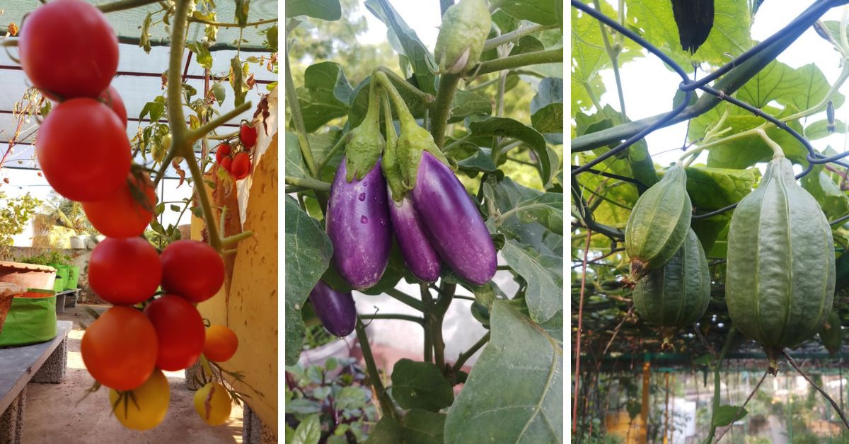 tomato brinjal and ash gourd from the terrace garden of Thayumanavan