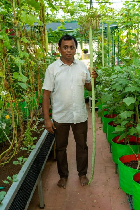 Papaya cultivation