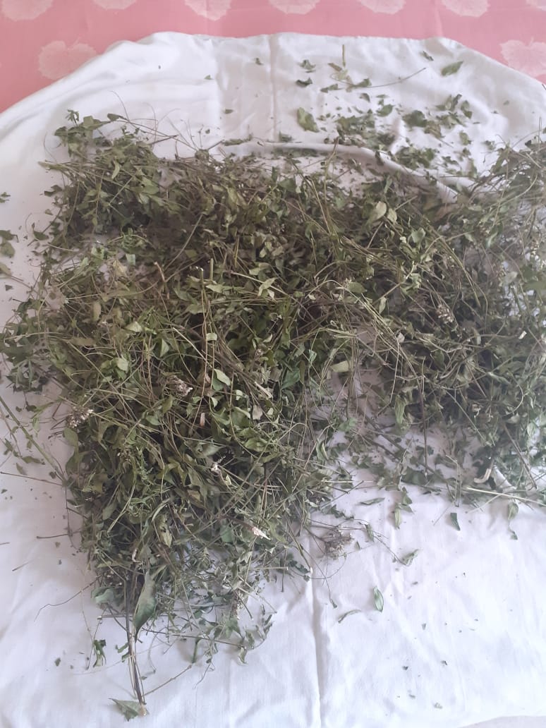 Herbs getting ready to be infused into the oil. 