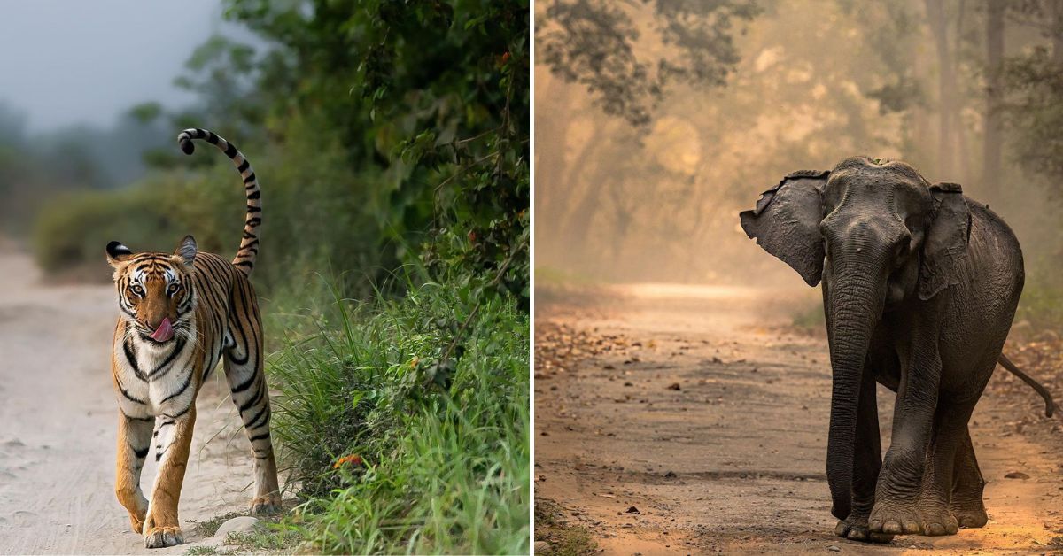 8 Best Wildlife Safaris To Explore In India This Monsoon
