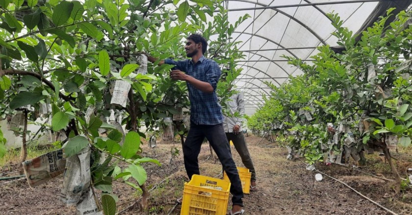 Workers harvesting guavas at Rajeev's farm.