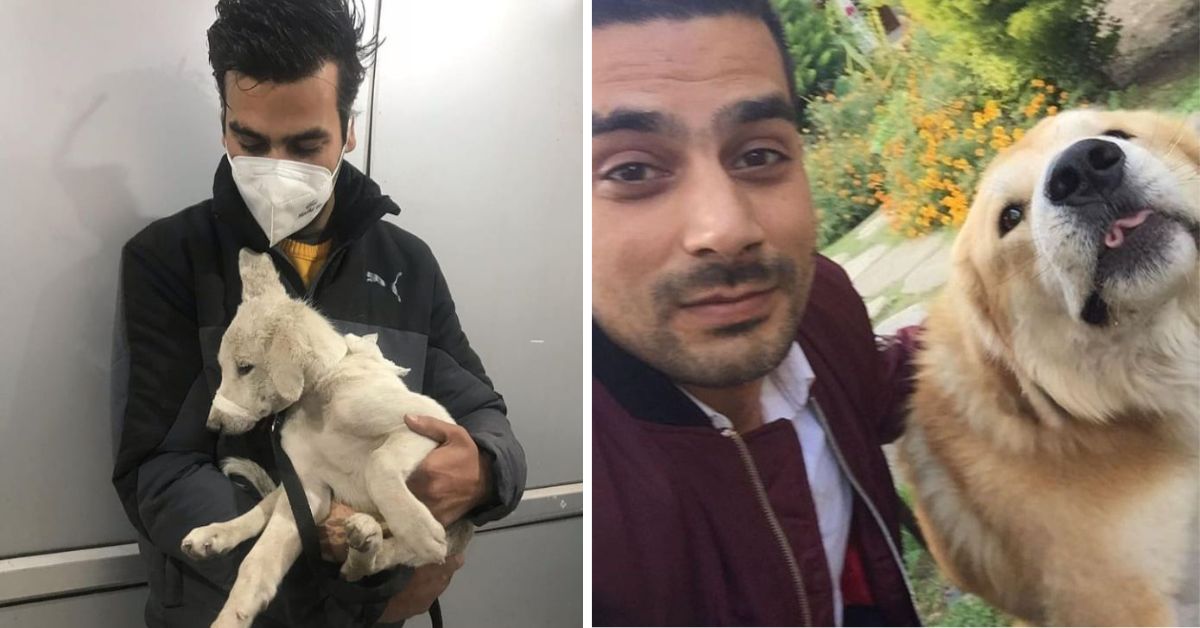 Kashmiri Couple Rescue 1000+ Wounded Animals, Use Savings to Build Them a Haven