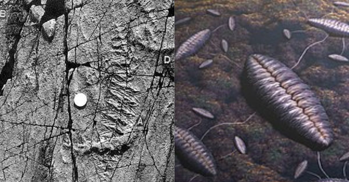 a collage of organisms of the fractofusus misrai, an ediacaran fossil discovered by geologist dr s b misra 