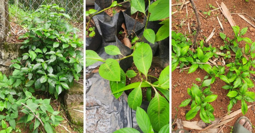 Medicinal Herb Collection