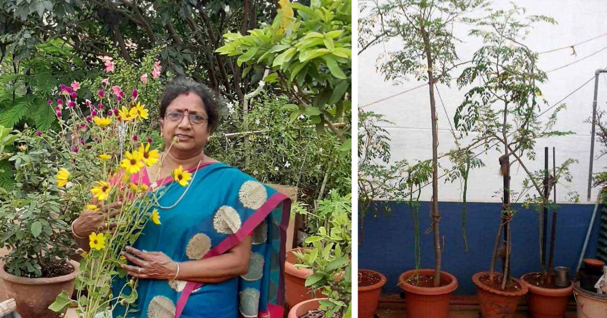 How To Grow Moringa in a Pot at Home: 8 Easy Steps from an Urban Gardener