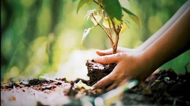 Plant a tree to celebrate.