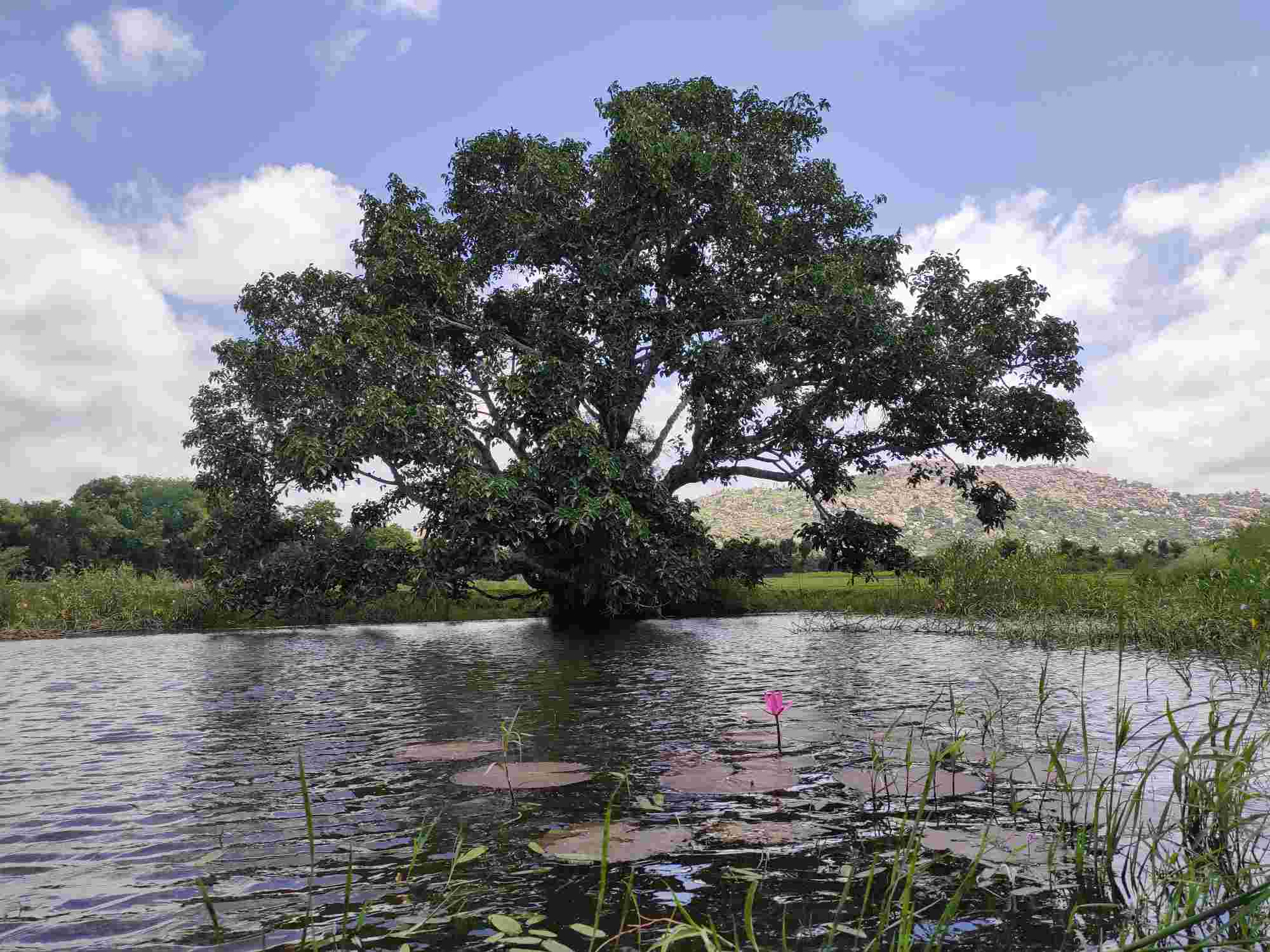 a lake in kolar district of karnataka, revived by ngo arohana led by social worker and activist asha S 