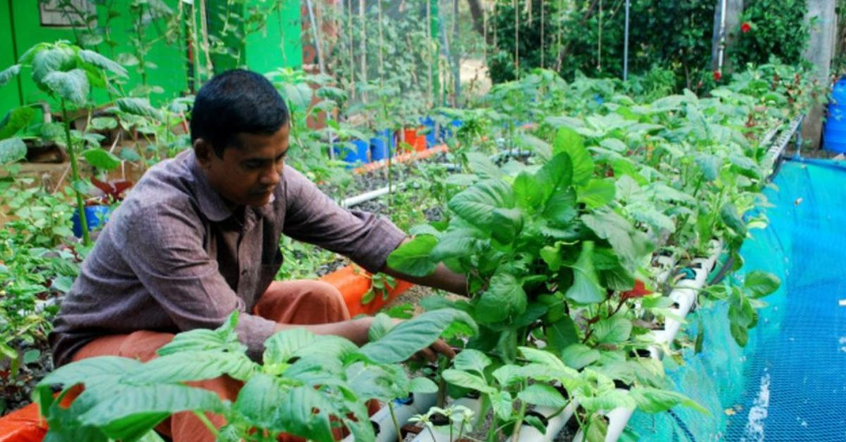 Vijayakumar in his aquaponics farm in palakkad