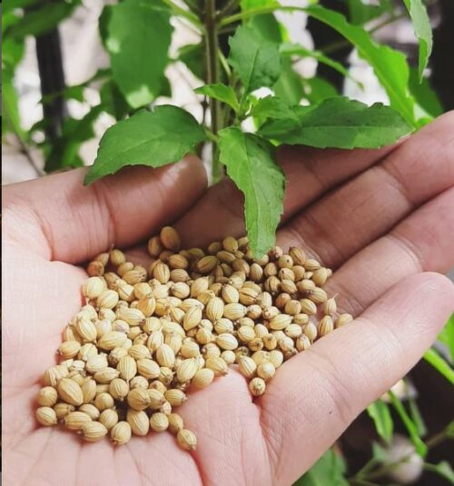 5 Benefits of Drinking Coriander Water Freejoint