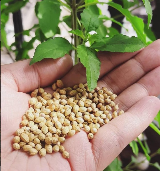 Coriander water health benefits