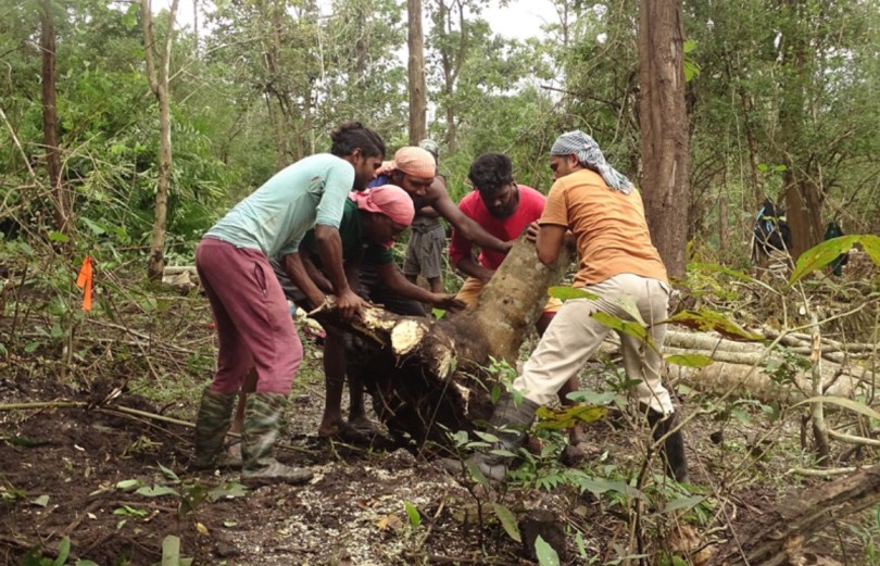 workers of forest first samithi removing the big weed trees from land