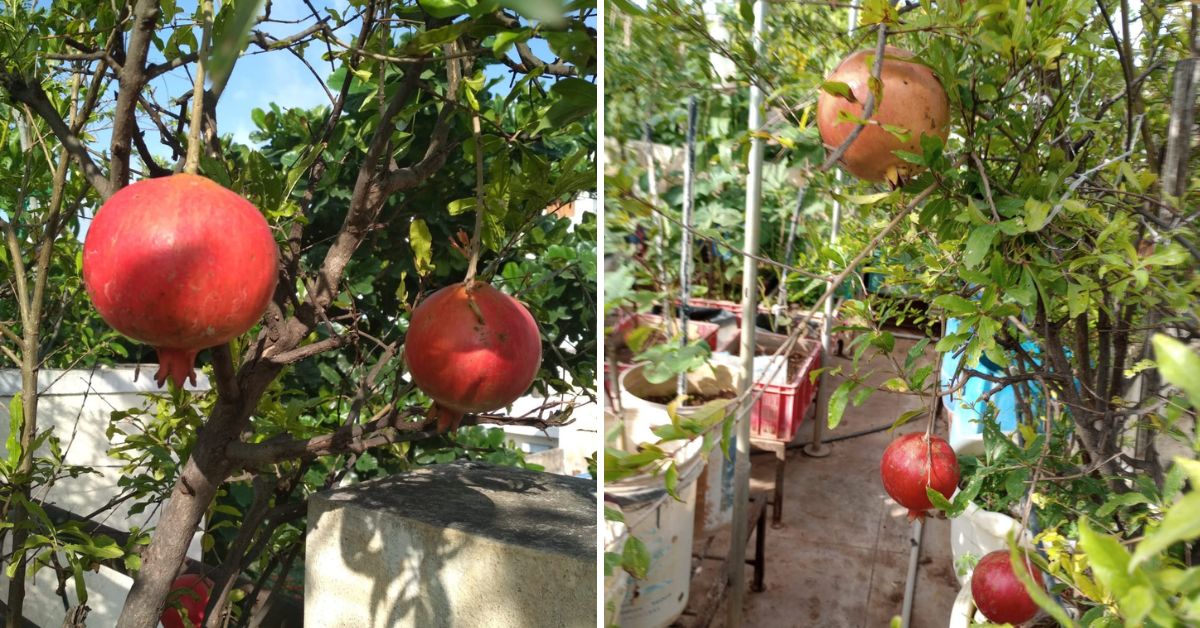 How to grow pomegranates in a pot